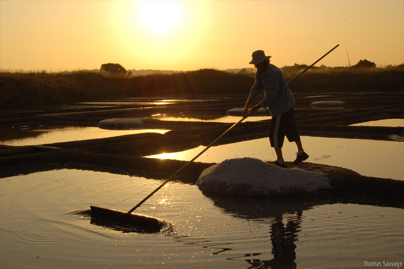 graphiste-angers-sauvage-photo-gdf-1.jpg